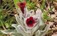 Cynoglossum cheirifolium