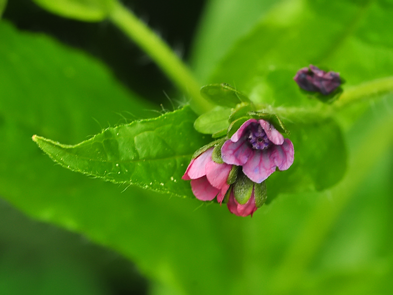 Cynoglossum germanicum 2