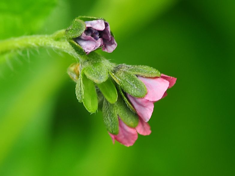 Cynoglossum germanicum 3