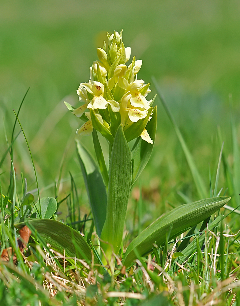 Dactylorhiza sambucina 1er mai