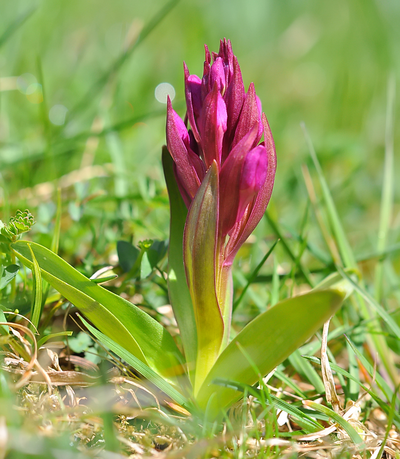 Dactylorhiza sambucina