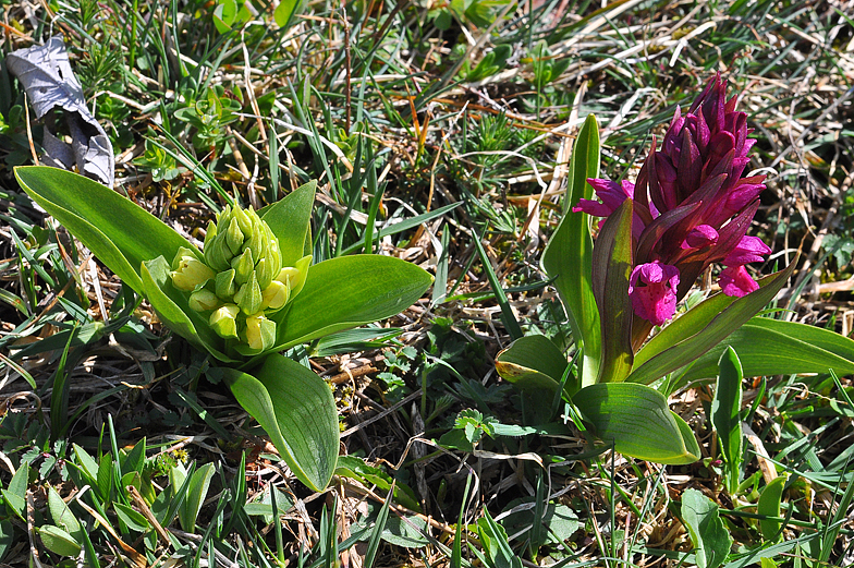 Dactylorhiza sambucina