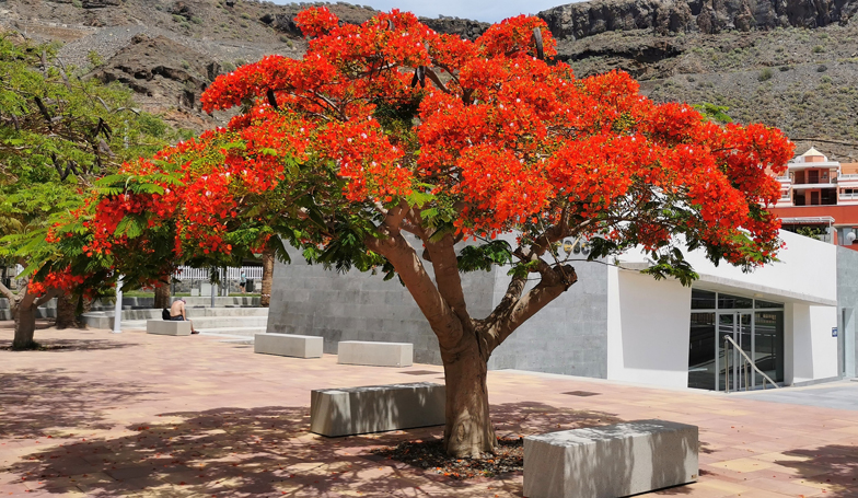 Delonix regia