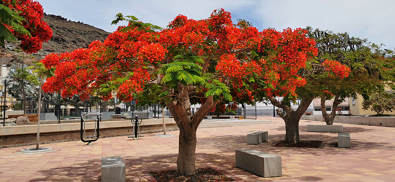 Delonix regia 2