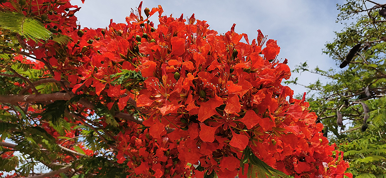 Delonix regia 3