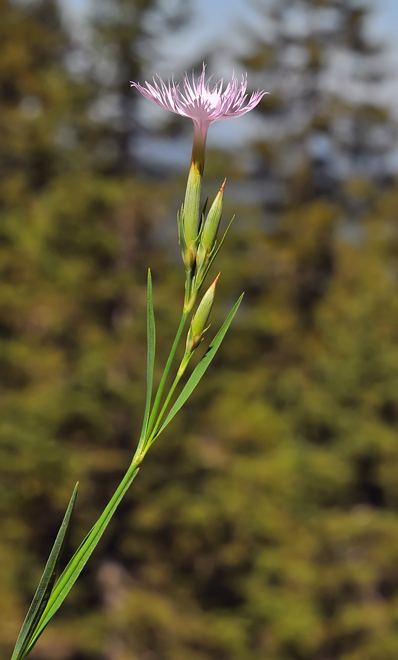 Dianthus hyssopifolius