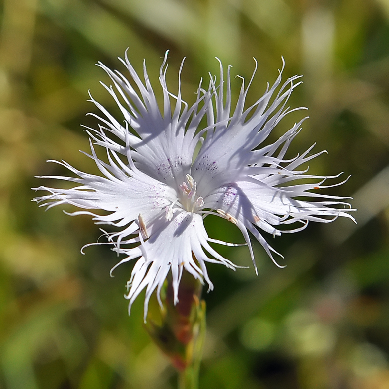 Dianthus hyssopifolius