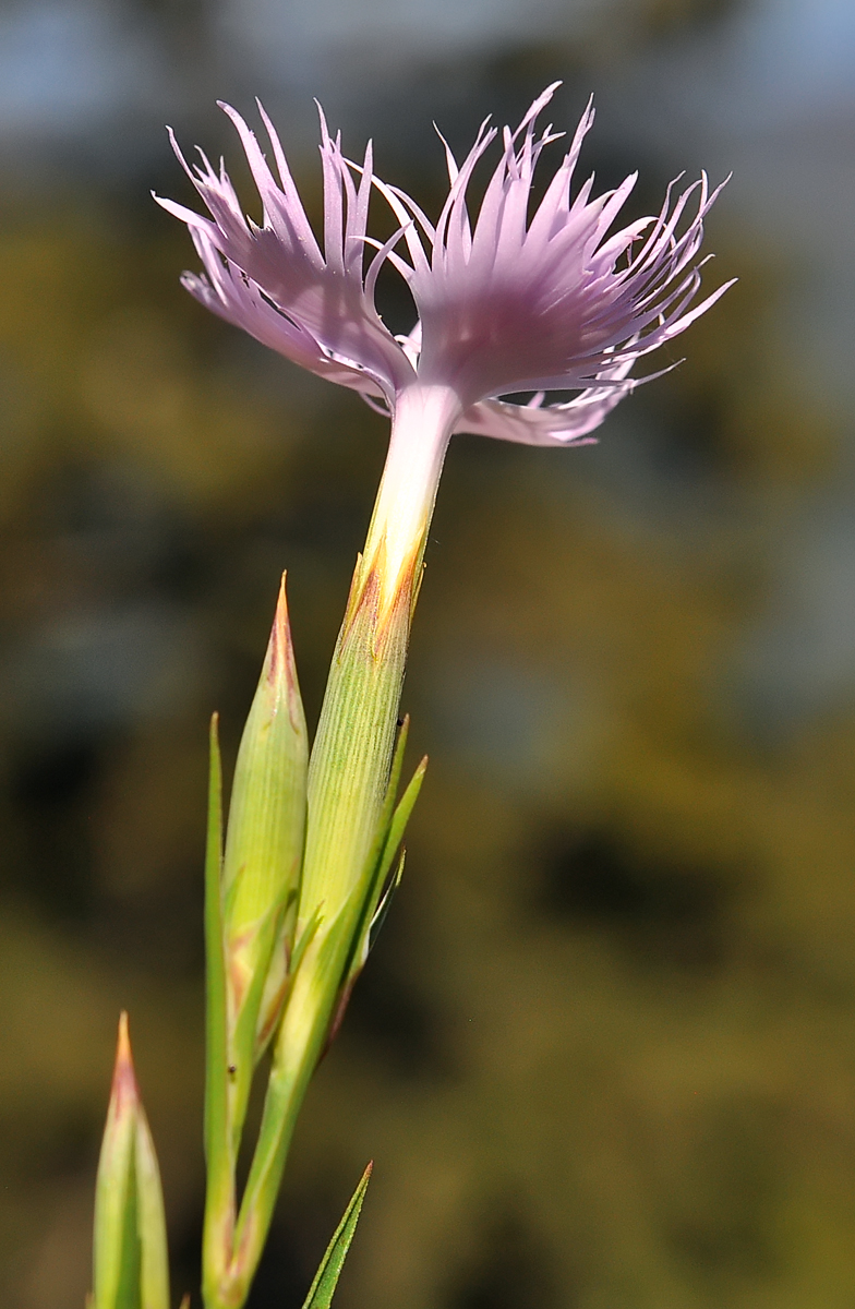 Dianthus hyssopifolius