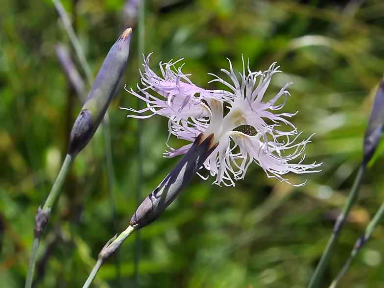 Dianthus superbus