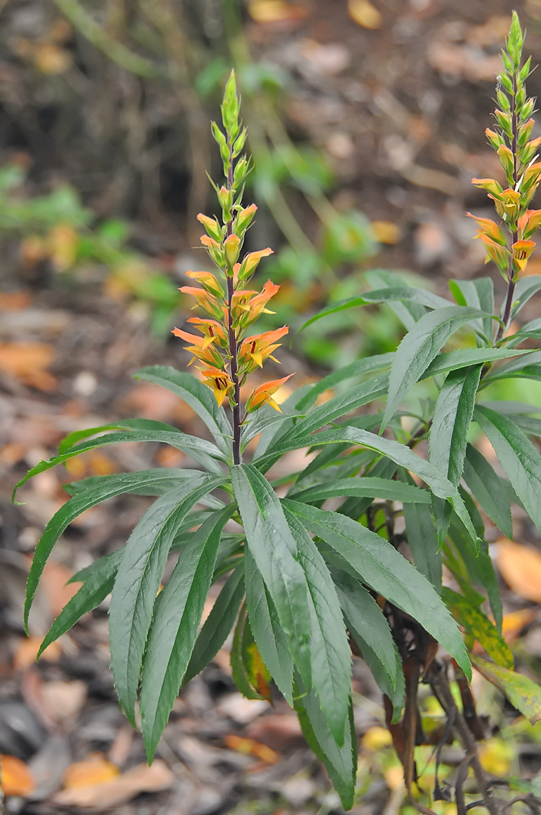 Digitalis canariensis