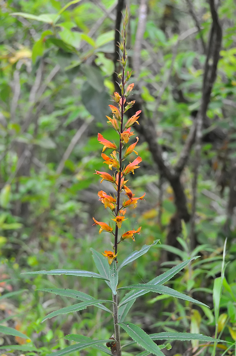 Digitalis canariensis 2