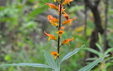 Digitalis canariensis