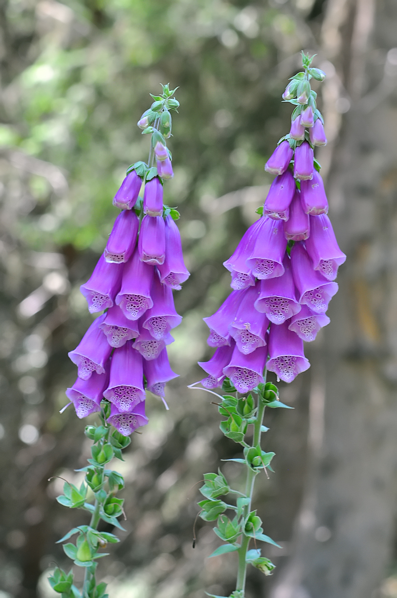 Digitalis purpurea