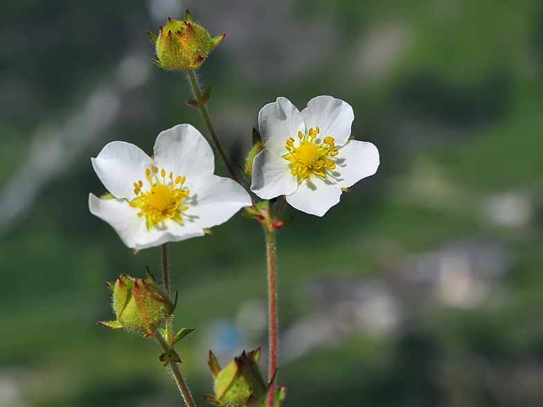 Drymocallis rupestris