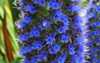 Echium candicans