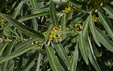 Elaeagnus angustifolia