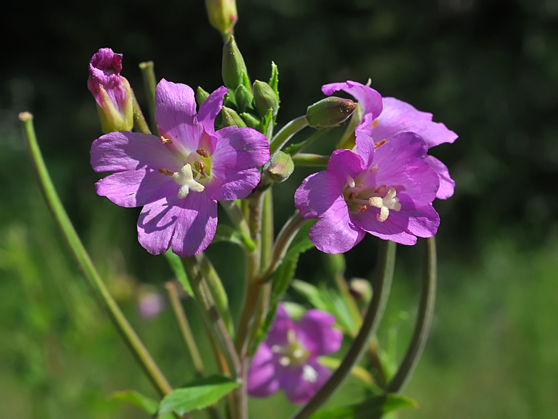 Epilobium hirsutum