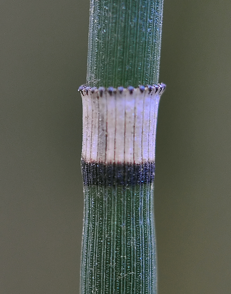 Equisetum hyemale gaine