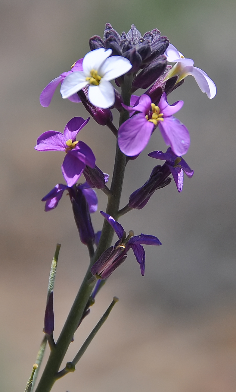 Erisymum scoparium