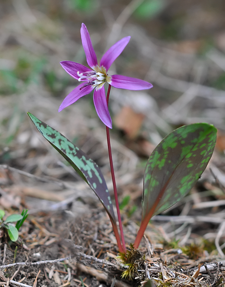 Erythronium dens canis