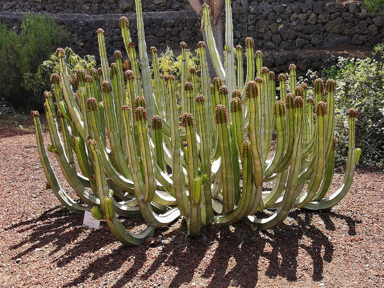 Euphorbia canariensis