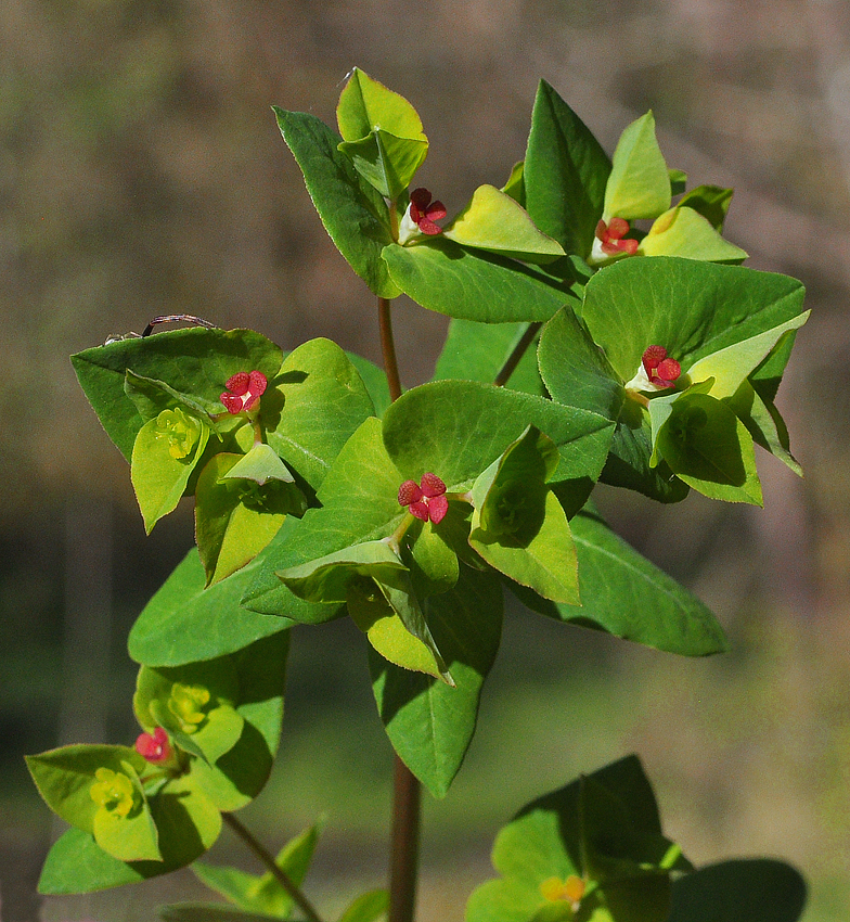 Euphorbia dulcis 2026 1
