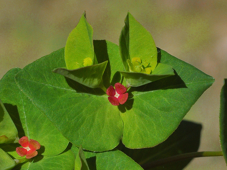 Euphorbia dulcis 2026 2