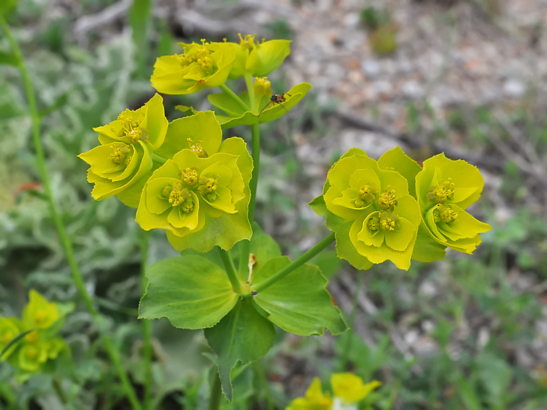 Euphorbia serrata