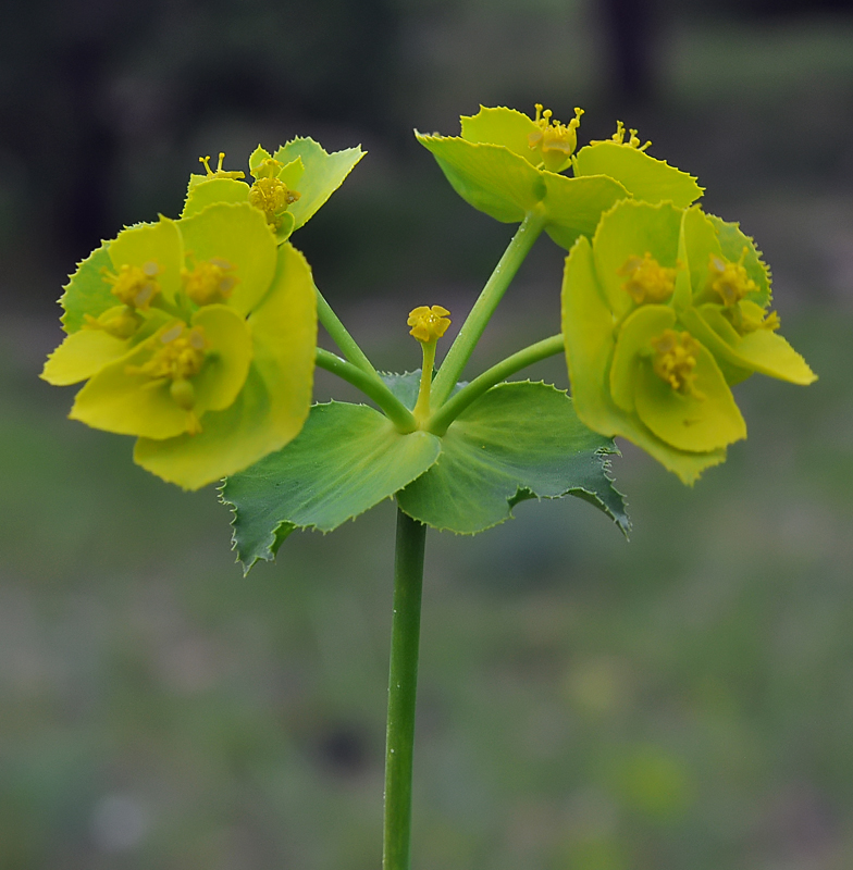 Euphorbia serrata 2