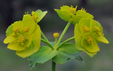 Euphorbia serrata