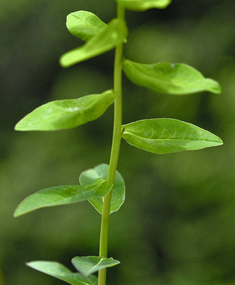 Euphorbia verrucosa feuilles