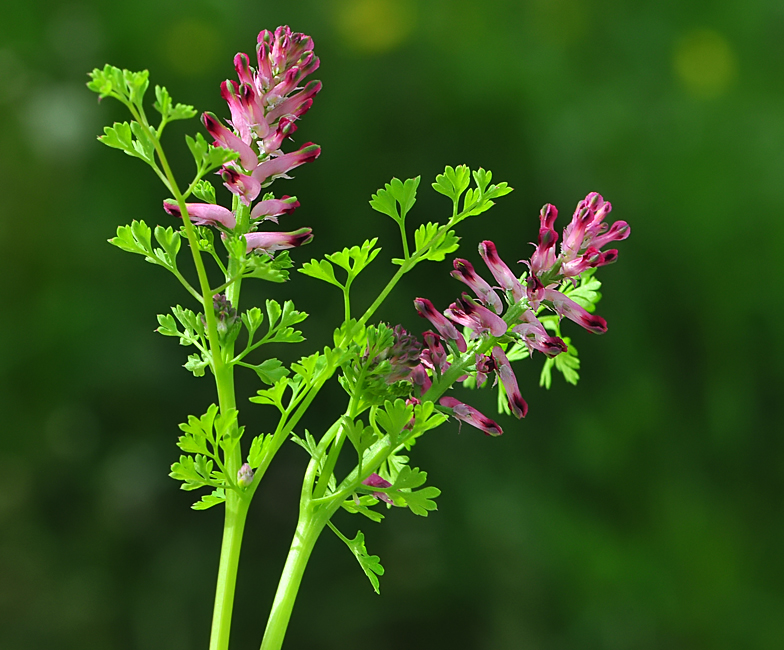 Fumaria officinalis