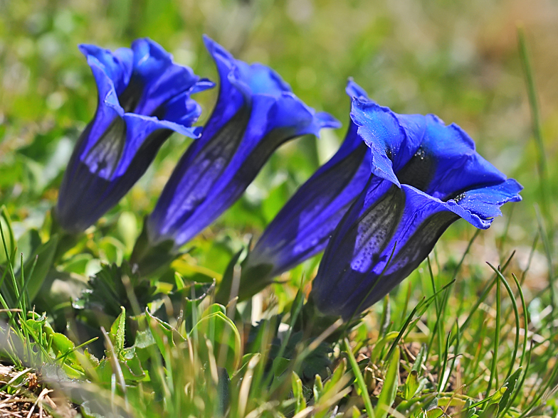 Gentiana acaulis Ramaz 1