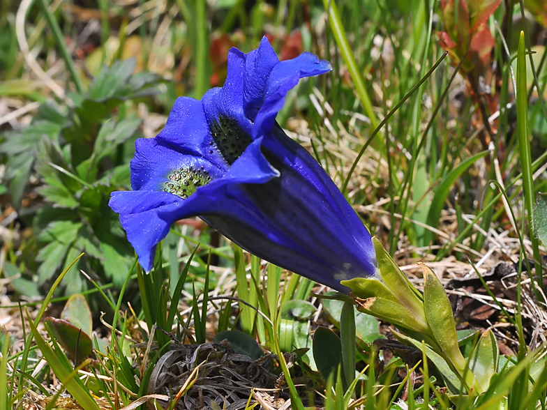 Gentiana acaulis Ramaz 2