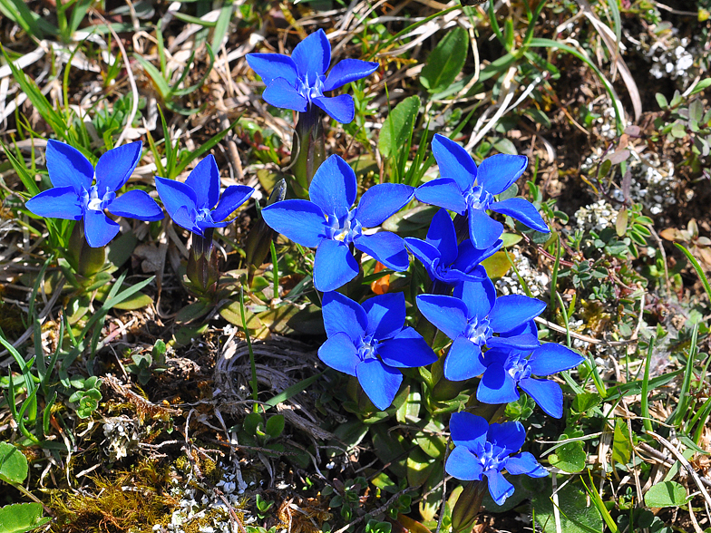 Gentiana verna