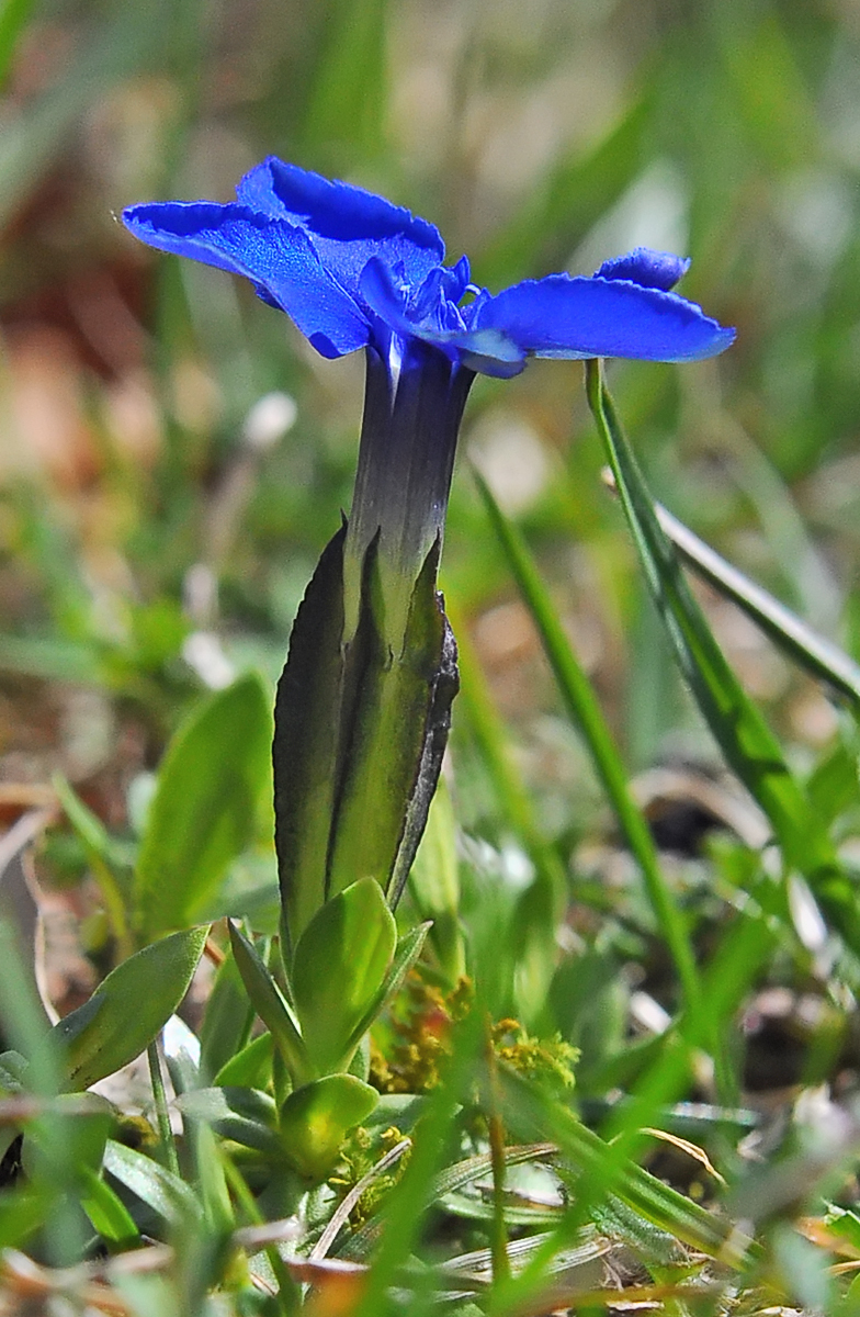 Gentiana verna 2026