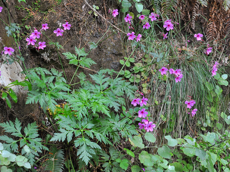 Geranium maderense