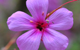 Geranium maderense