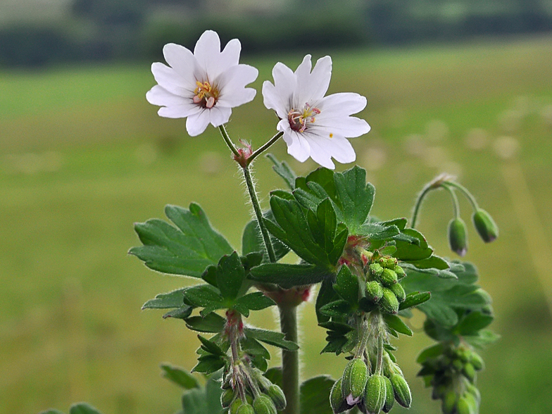 Geranium pyrenaicum blanc