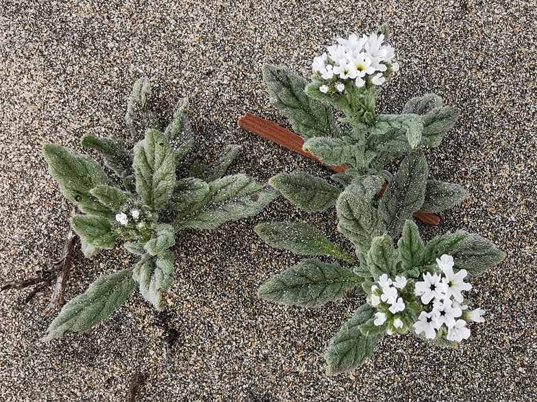 Heliotropium ramosissimum 2