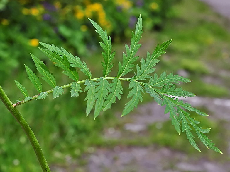 Hugueninia tanacetifolia