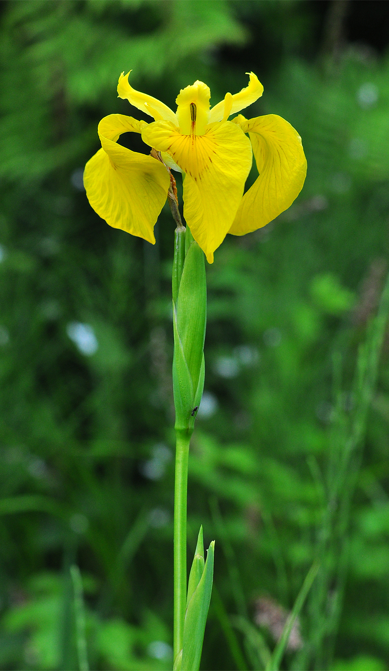 Iris pseudacorus