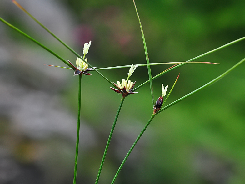 Juncus trifidus