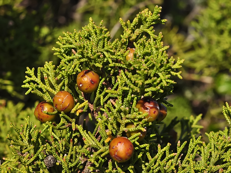 Juniperus phoenicea ssp. macrocarpa