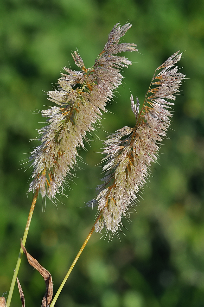 Lamarckia aurea