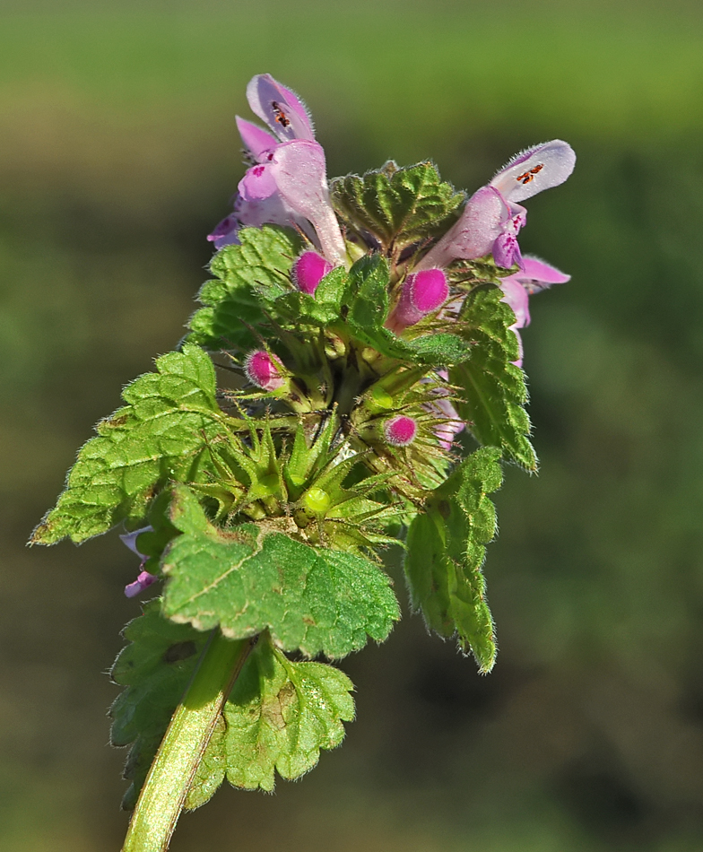Lamium purpureum Laconnex