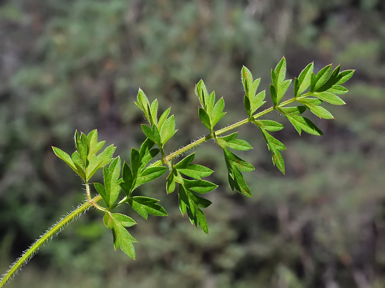 Laserpitium prutenicum 3