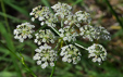 Laserpitium prutenicum