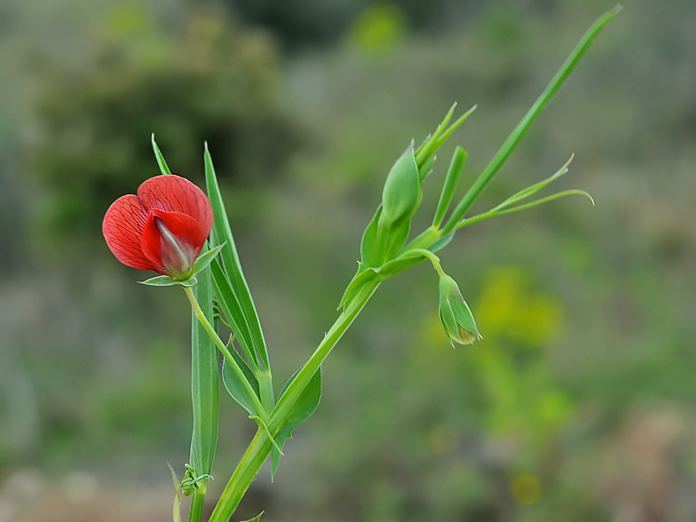 Lathyrus cicera
