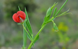 Lathyrus cicera